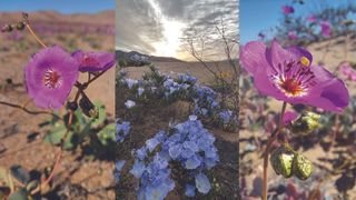 A three-panel image showing close-ups of purple flowers and a wide shot of a field of lilac flowers